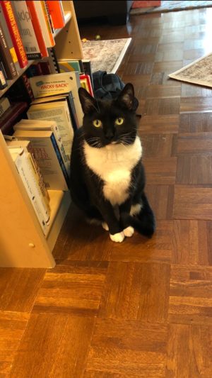 Billysky the beautiful tuxedo cat in her new home